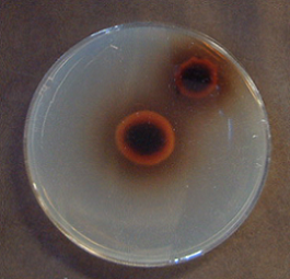 Armillaria gallica2(ARM-8331)